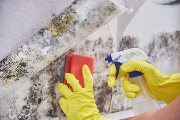 Mold Remediation for Vacation Homes in Port Arthur, TX